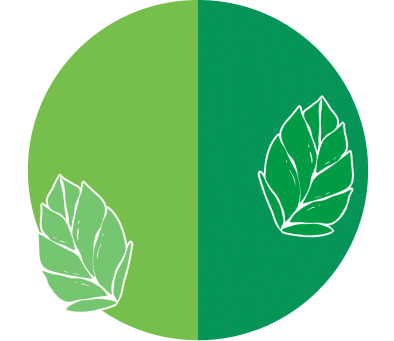 Fond menthe fraîche et douce avec des feuilles de menthe