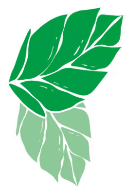 Feuilles de menthe.
