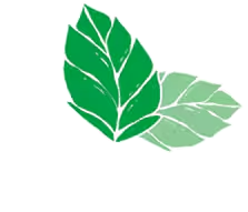 Feuilles de menthe.