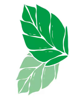 Feuilles de menthe.