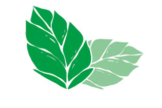 Feuilles de menthe.