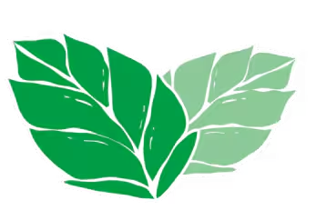 Feuilles de menthe.