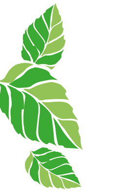 Chlorophylle Goût Menthe Verte