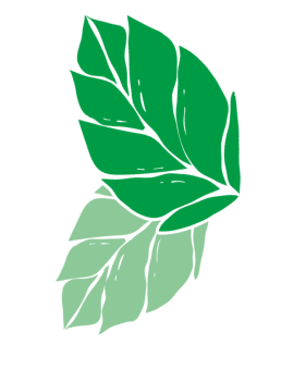 Menthe