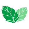 Feuilles de menthe