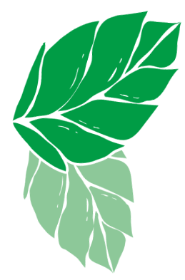 Feuilles de menthe.