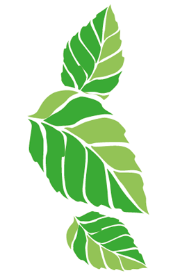 Chlorophylle Goût Menthe Verte