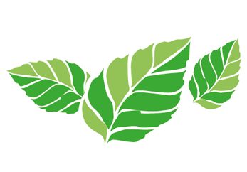 Chlorophylle Goût Menthe Verte